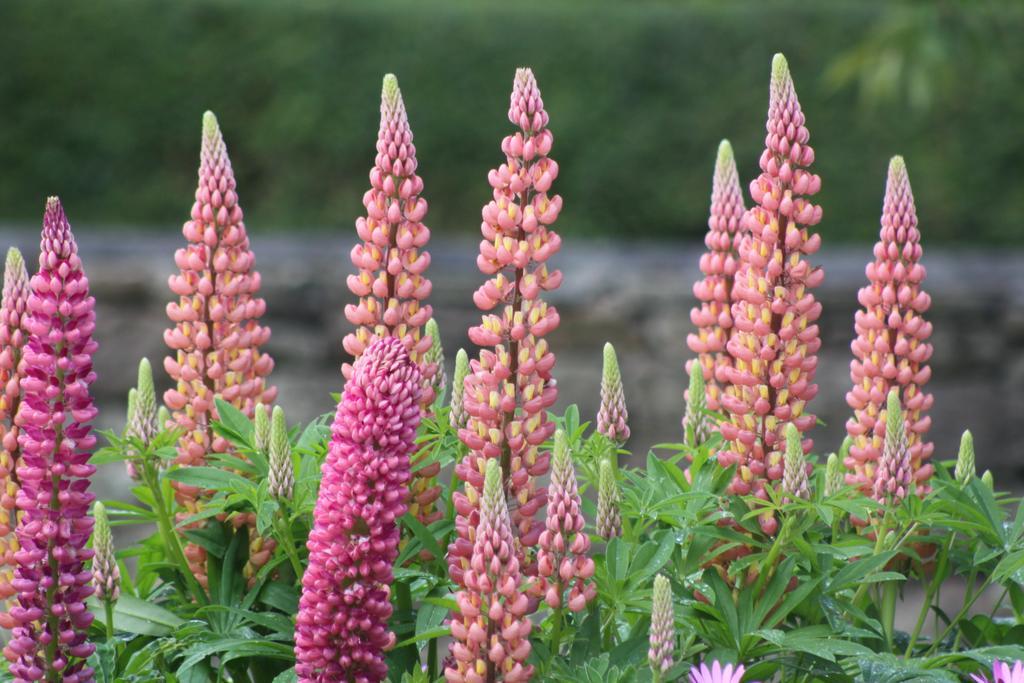 Ballinacourty House B&B Tipperary Eksteriør billede